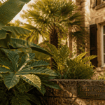 jardin tropic rustique avec musa basjoo et palmier