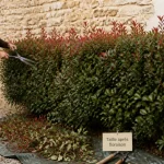Quand tailler les photinia : taille après floraison, haie de photinia taillée