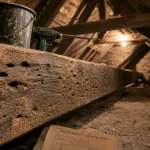 Traitement charpente bois : sciure et trous de galeries dans la poutre